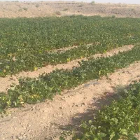 زمین ابی با اب کشاوزی  جاده سرخس