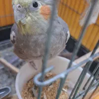 فروش عروس هلندی نر|پرنده|اسلامشهر, مظفریه|دیوار