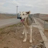 سگ۱۲ماهه عراقی معاوضه با مرغ و خروس