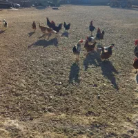 تعدادی خروس|پرنده|خنداب, |دیوار