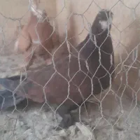 کبوتر|پرنده|یزد, |دیوار