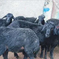 بره ماده قره قزل گوسفند میش قوچ شیشک افشار دوقلو