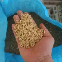 گندم دیم|عمدهفروشی|گرمدره, |دیوار
