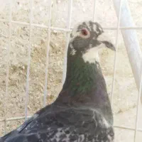 کبوتر قره سبز . سرور . سیاه پلاکی ماده|پرنده|شیراز, شهرک بهار|دیوار