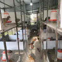 فروش مرغ و خروس آمریکایی|حیوانات مزرعه|چمستان, |دیوار