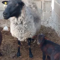 گوسفند رمانف|حیوانات مزرعه|جغتای, |دیوار