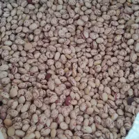 لوبیا چیتی درجه یک دو تن