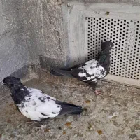 همه ارتیس بلوار جمهوری