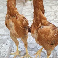 جوجه لاری ذات دار