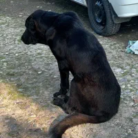 سگ سرابی برای جفتگیری(نسل کشی)|سگ|سنگر, |دیوار