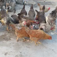 مرغ و خروس محلی