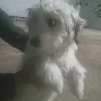 سگ شیتزو|سگ|بروجرد, |دیوار