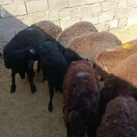 ۱۵ عدد بره نر یک عدد ماده