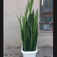 گل سانسوریا