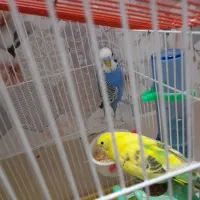 جفت عروس هلندی باقفس|پرنده|محمدشهر, کوی بهار|دیوار