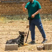 مربی سگ آموزش در محل تضمینی