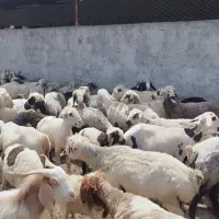 ۸۰ راس میش جوان