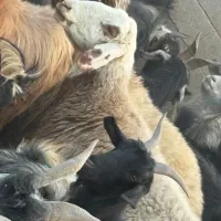 یک راس میش گوشتی|حیوانات مزرعه|بانش, |دیوار