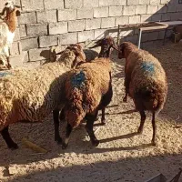 میش افشاری قرمز مایه قرمز|حیوانات مزرعه|پائین جام, |دیوار