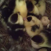 ۶ عدد جوجه اردک اسراعلی دونه ۱۵۰ هزار