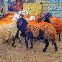 16 راس بره ماده پارسالی آبستن فروشی  میش