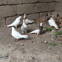 کبوتر تک پر و رنگی|پرنده|رامیان, |دیوار