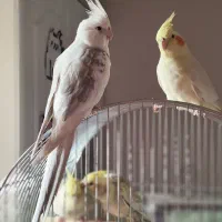 خانواده عروس هلندی