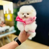 پامرخرسی اصیل بااصالت