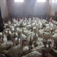 بوقلمون گوشتی|حیوانات مزرعه|مرودشت, بیست متری بیمارستان|دیوار