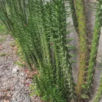 کاکتوس|گل و گیاه طبیعی|سنگر, |دیوار