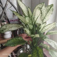 گل آگلو نما برفی و ساده