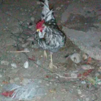 خروس طوسی چهل تاج ریشی بدون پر غلط