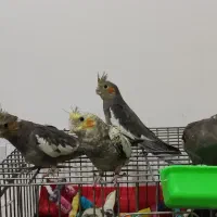 ۶ عدد عروس هلندی