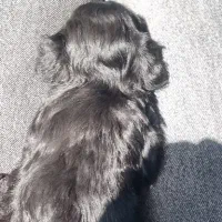 سگ شیتزو مینیاتوری