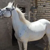 اسب مادیان