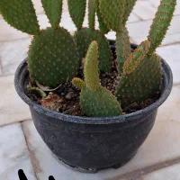 بذر گل رونده و گل|گل و گیاه طبیعی|مهریز, |دیوار