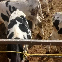 فروش گوساله قطع شیر|حیوانات مزرعه|ساروق, |دیوار