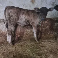 گوساله سویسی