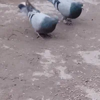 ی جفت کبوتر نروماده روزگاری