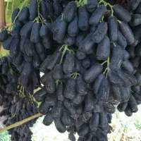 نهال انگور موندراپ