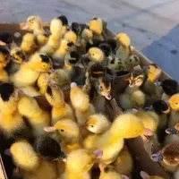 فروش جوجه بوقلمون.محلی .اردک.رنگی