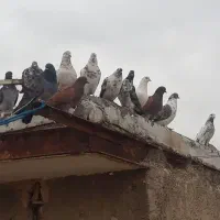 کفتر تهرونی درجه یک به شرط پرس و بازی سوه قدیم