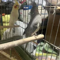 خانواده عروس هلندی|پرنده|کامیاران, |دیوار