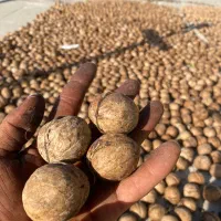 پوست کاغذی|خوردنی و آشامیدنی|زند, |دیوار