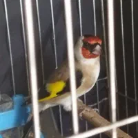 سهر ه درجه یک نر