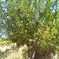 باغچه ثمری دشت ارژن باامکانات و استعلام قانونی380ت|فروش زمین و ملک کلنگی|شیراز, سینما سعدی|دیوار