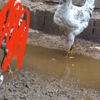 خروس گلین طوسی