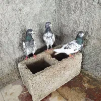 کبوتر پاکستانی با جوجه