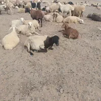 میش جوان معاوضه با گاو شیری
