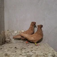 جف زرد|پرنده|قزوین, |دیوار